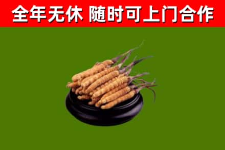 高邑县烟酒回收冬虫夏草.jpg